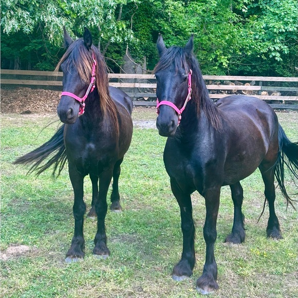 Meet your Posher, Tyler - Picture 1 of 1